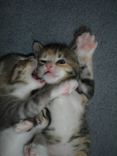 Cute kitten love pictures