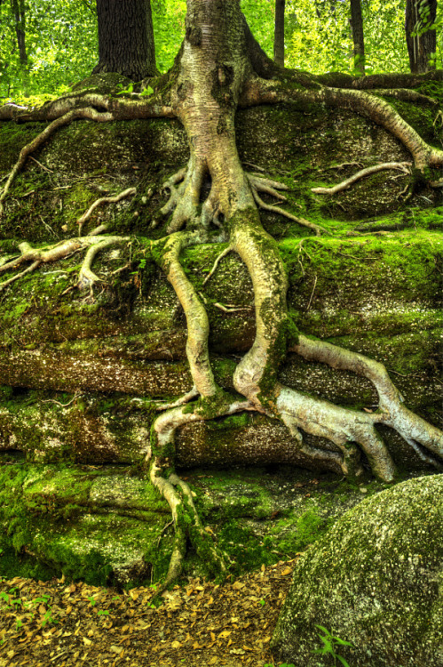 outdoormagic:

Tree Roots by Michael Shake
