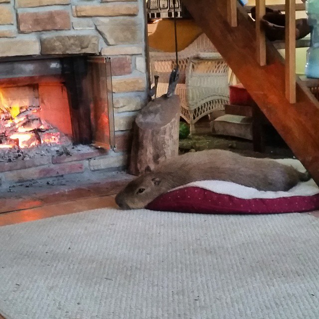 Lazy lay in front of the fireplace