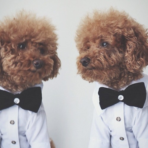 Oh you know, just gossiping at the opera #ootd #blacktie #fancy #bowtie #dogsofinstagram #puppy #cute #poodle #dogoftheday #dailypuppy #vscocam #cutepic #toypoodle #tbt #love #puppy #barkbox #loganslook #cutepic #picoftheday #instagood #instamood #style #iphoneonly #splitpic