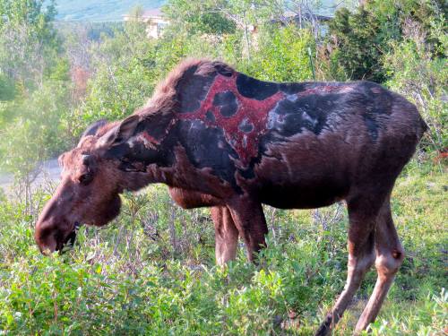 A moose after surviving, and fully recovering from a bear attack. Facebook | Instagram | Scary Story Website