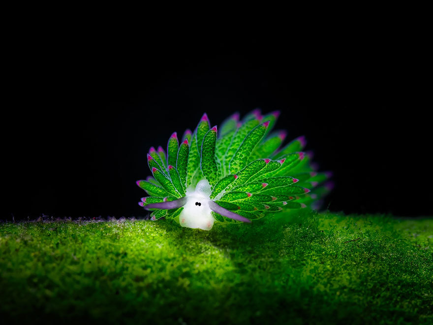 luna-the-pixie:  the-awesome-quotes:  Sea Slugs That Prove Aliens Already Live _n Planet Earth   My favorite animal. ♡♡♡