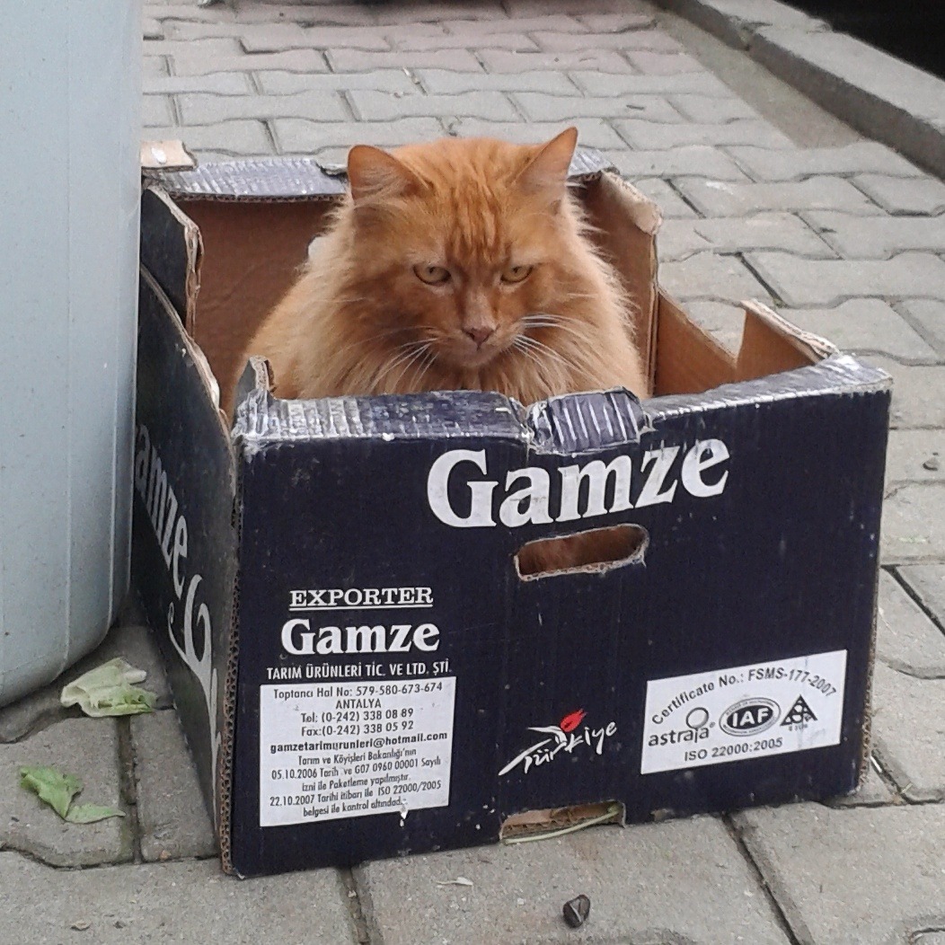 this stray cat's name is gamze
