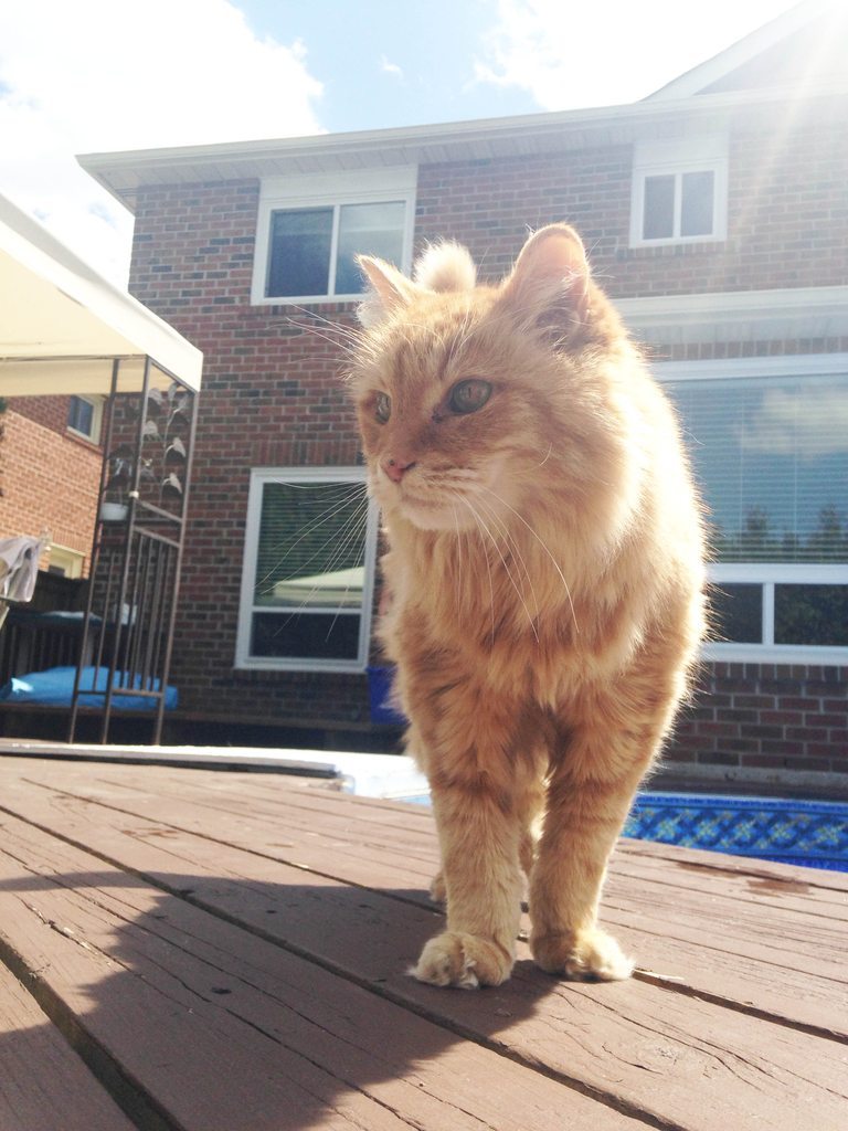 cat-overload:

My 18 year old cat looking majestic AF - Happy Birthday old buddy!cat-overload.tumblr.com
source: http://i.imgur.com/L7a7Uvdh.jpg