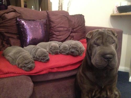 cuteanimalspics:

&ldquo;I, big wrinkle, made all these little wrinkles
