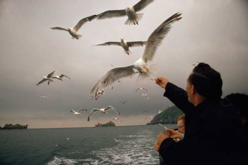 ksubj:

natgeofound:

Gulls take food from travelers on a passenger boat off the Channel Islands, Great Britain, May 1971.Photograph by James L. Amos, National Geographic


 