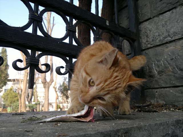 stray cats of istanbul