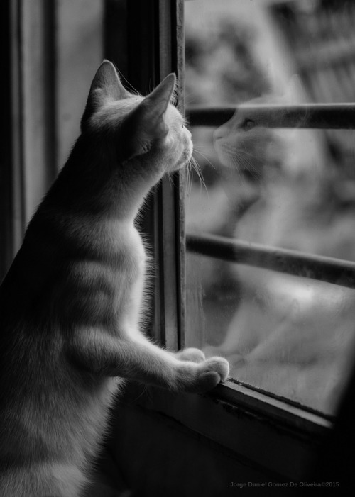 magical-meow: looking in b&amp;w by Jorge Gomez de Oliveira 
