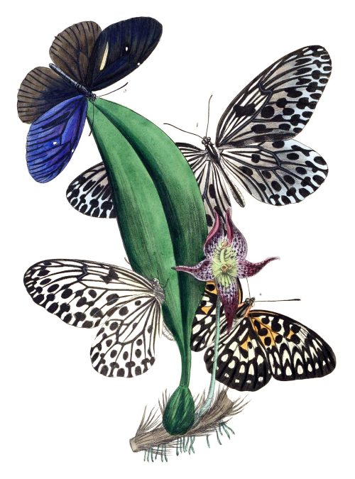 Hestia hypermnestra (Idea hypermnestra).

From The cabinet of oriental entomology, by John Obadiah Westwood, London, 1848.

(Source: archive.org)