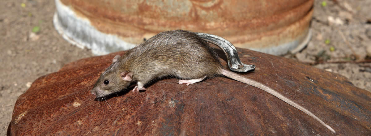 Rat Infestation: Why Should You Be Concerned