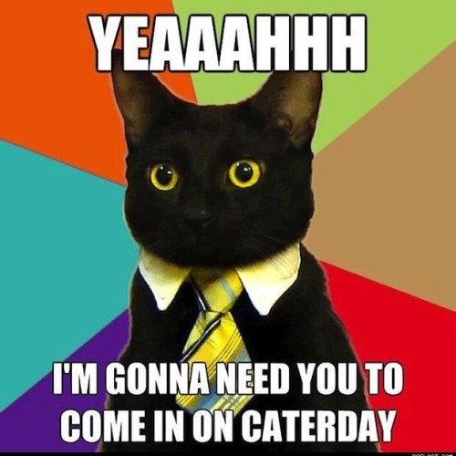 Happy #caturday!!! Come to the library today! #rplsummer
