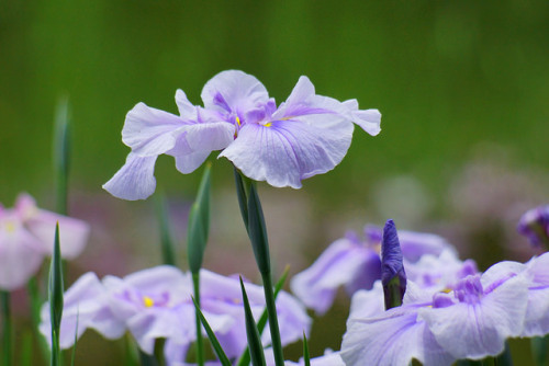 Japanese water iris/平安神宮の花菖蒲 by nobuflickr on Flickr.