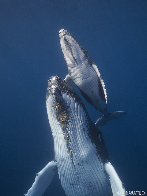 marinemammalblog:

Humpback Whales portrait by Réunion Underwater Photography on Flickr.