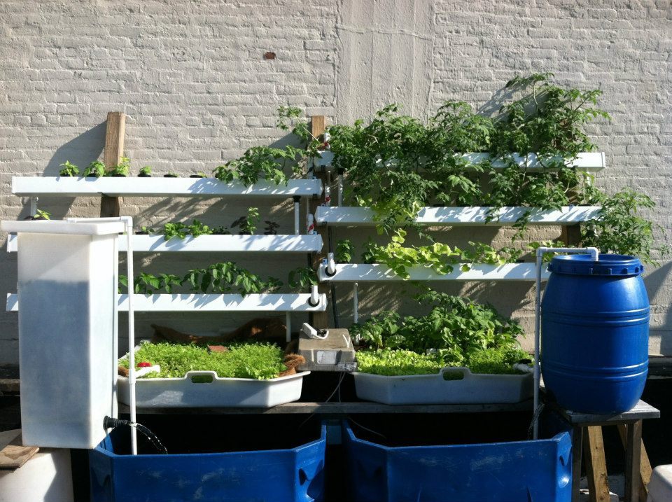 Verticulture are working to make urban aquaponics commercially viable 