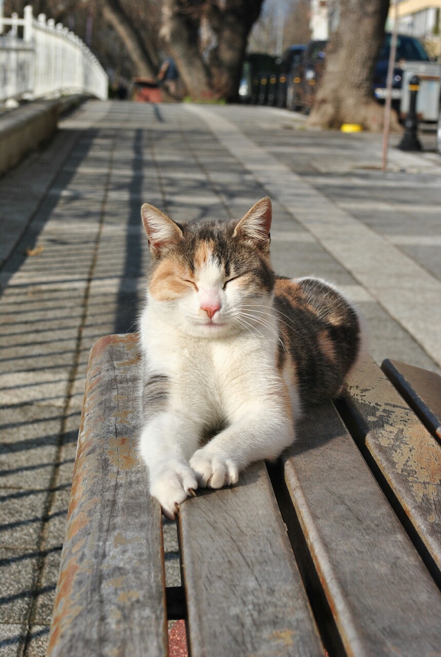 stray cat istanbul