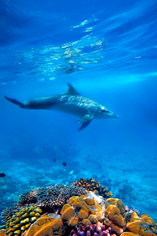thelovelyseas:

Dolphin and coral by Kjersti Busk Joergensen


