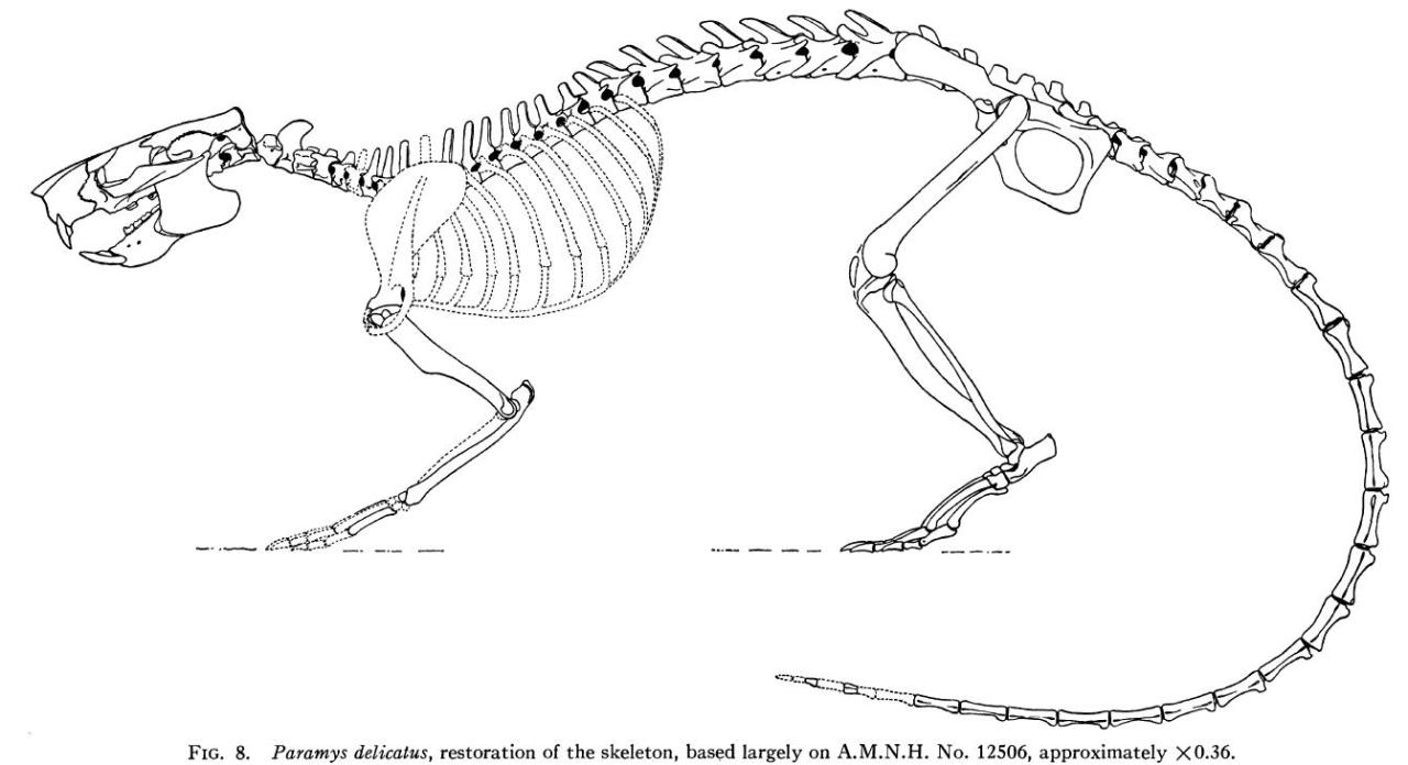 rat skeleton illustration