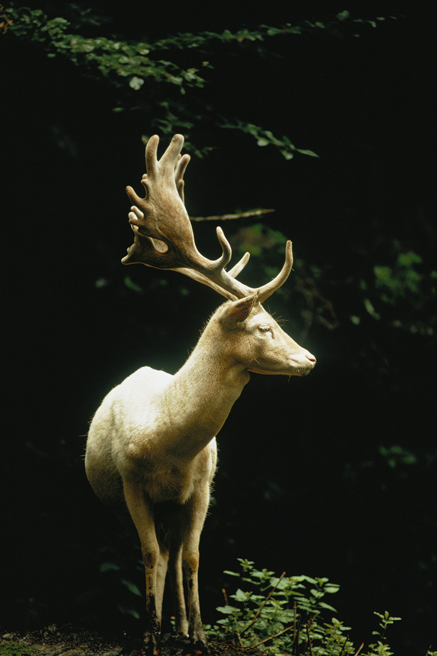 A white fallow stag stands in a forest in Switzerland, 1973.Photograph by James P. Blair, National Geographic Creative