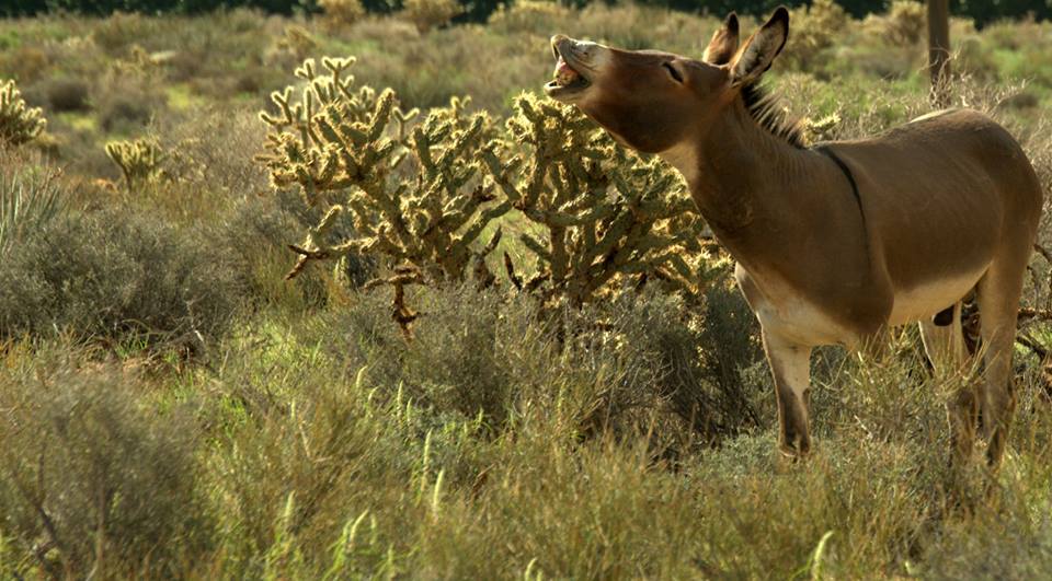 A wild burro brays near a large cactus.