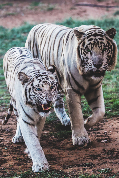 captvinvanity:



Hungry Tigers | Photographer | CV