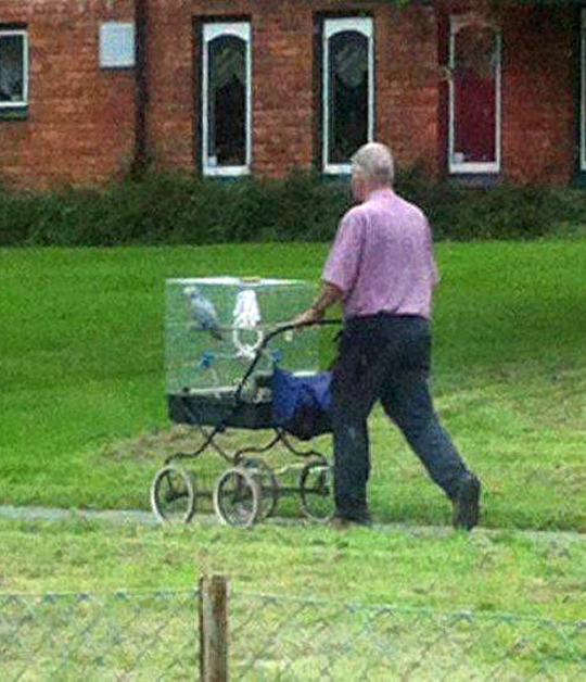 tastefullyoffensive:

Just taking his bird for a walk. (via xsited1)