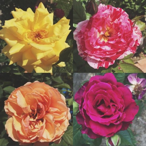 &ldquo;My garden is blooming with beauty! 😻&rdquo;

2015-04-05

Rowan Blanchard