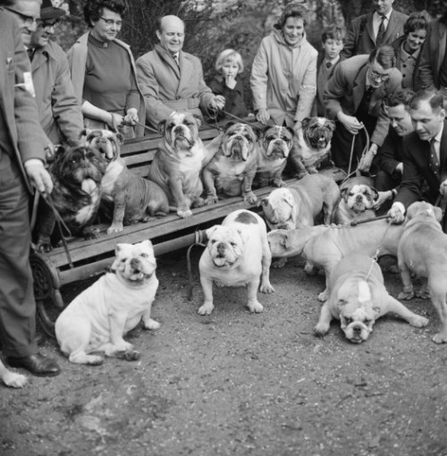 weirdvintage:

Dog owners gather for a bulldog race in Regent’s Park, 1966 (via Vintage Photo LJ)
