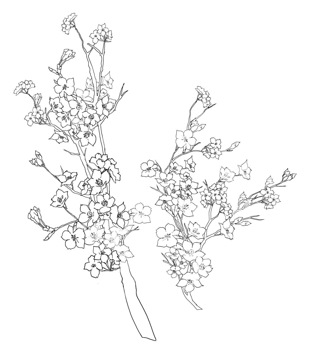 Transparent Black And White Flowers Tumblr