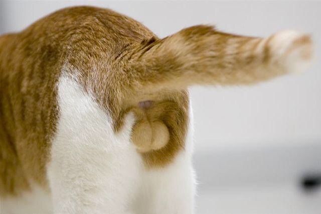 774rider:

猫のフワフワ・ニャンタマ画像スレ : 〓 ねこメモ 〓