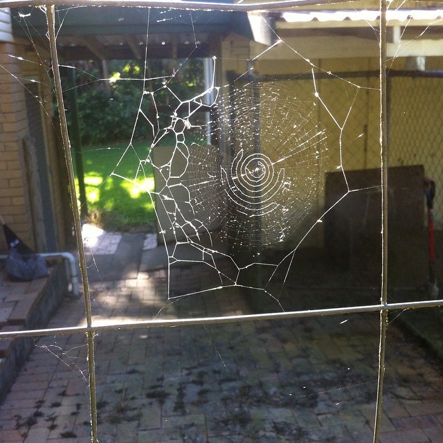 Mr spider has the styles #nature #web #art #spider #insect #sacred #geometry