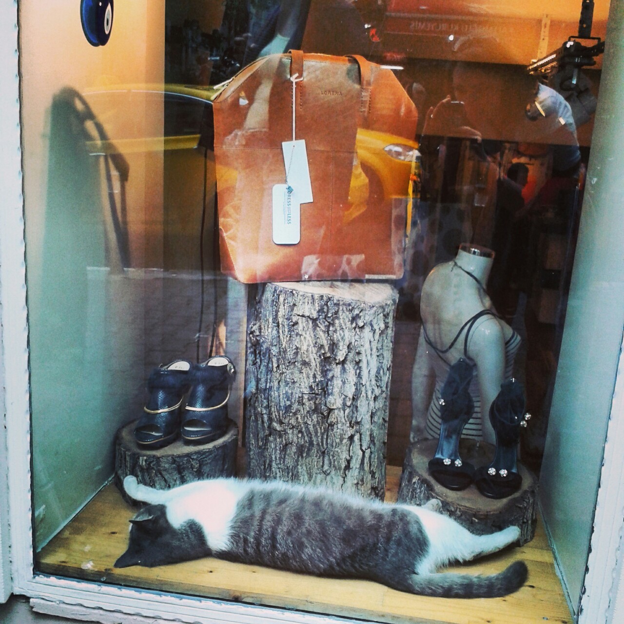 straycat in shop display