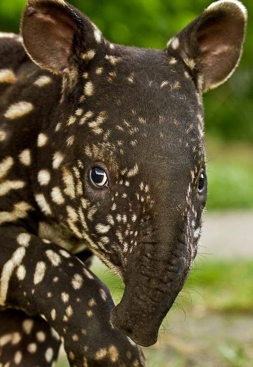 fortheloveofpawple:

I just want to cuddle this little thang!
baby tapir (via Animals | Land &amp; Above)
