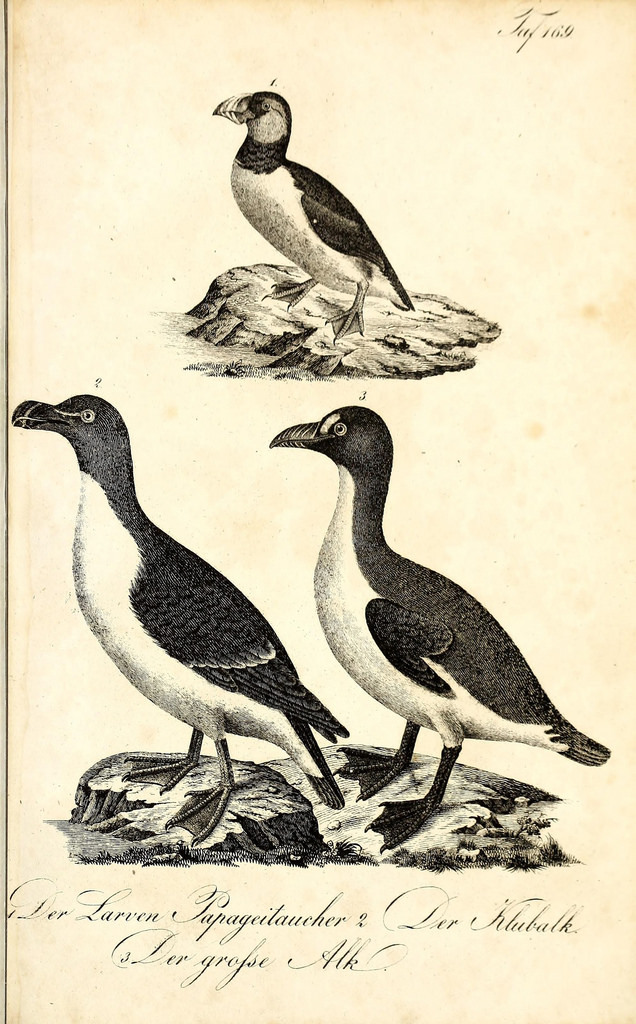 n706_w1150 by BioDivLibrary