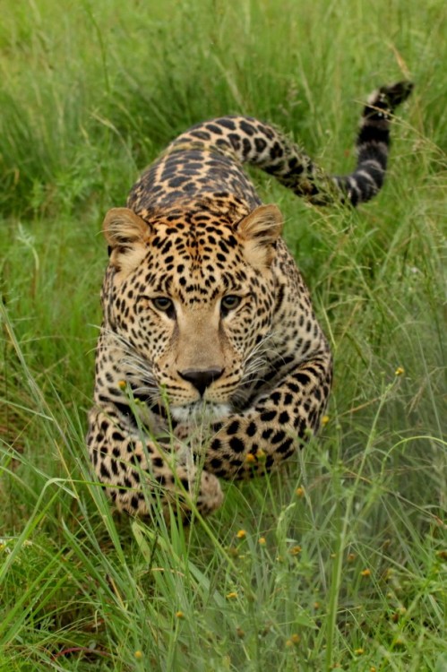 photorator:

Charging leopard
