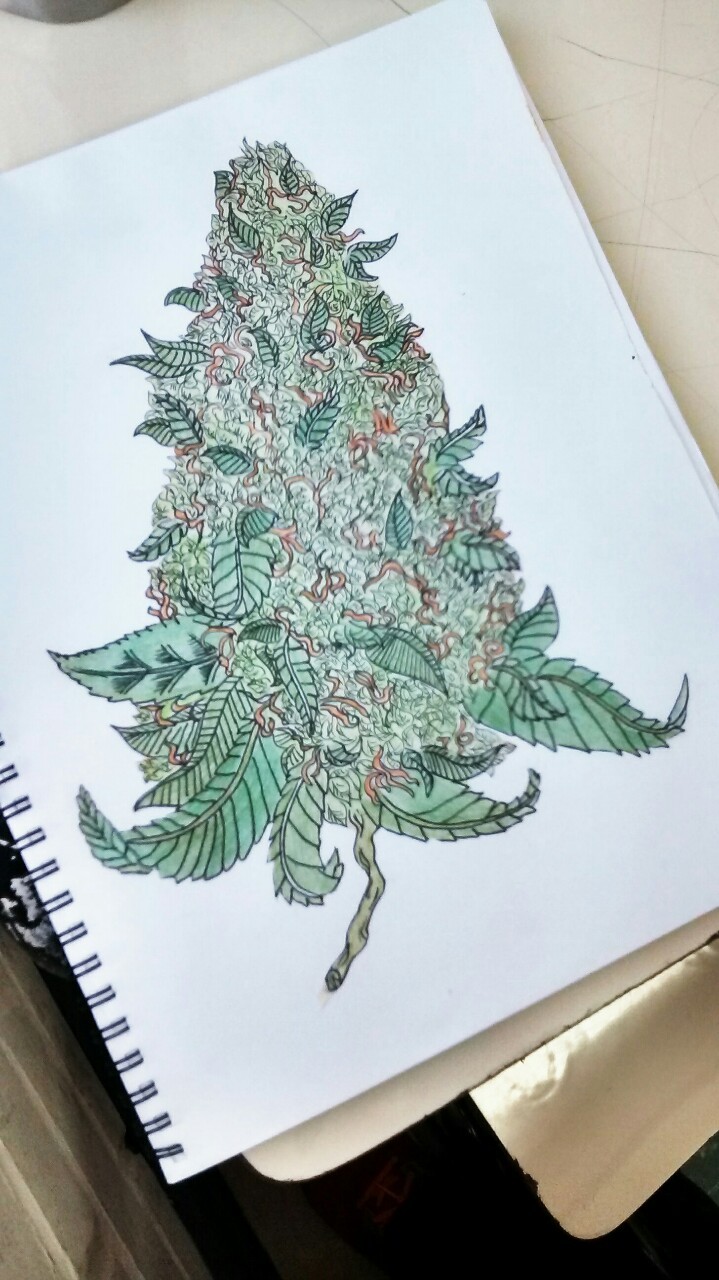 Pencil Weed Drawing Ideas - weed pencil sketch - Google Search | Weed