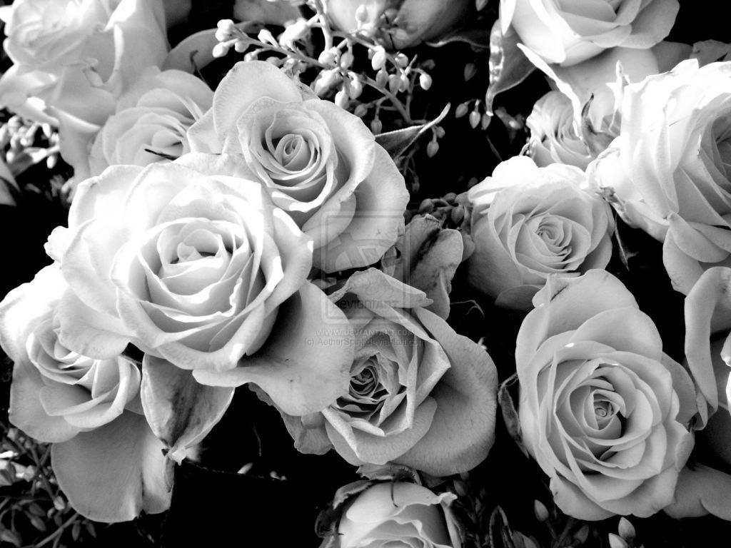 Roses Tumblr Black And White