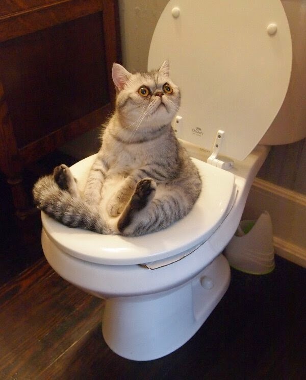 cat uses toilet