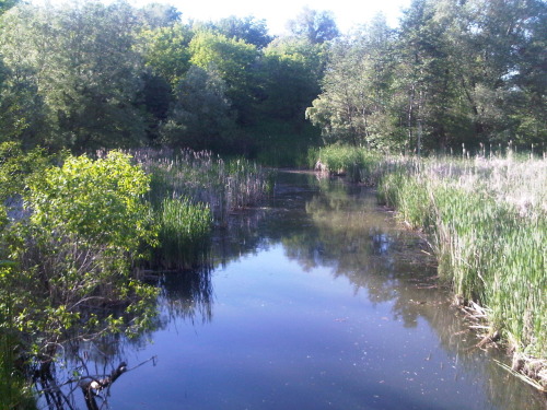 Pond in L’amoureux Park South. Took subway and bus north to Steeles Ave., wending way back home (Scarborough, ON, Saturday) 20100529 1815