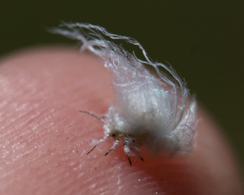 sciencewithbecky:

textless:

This tiny fluff ball is a woolly aphid.  Apparently they’re pretty common, but I’ve never seen them before.  Grouped on branches, they look like mold or spiderweb clumps.  Floating through the air, they look like cottonwood or willow fluff.

Meep.
