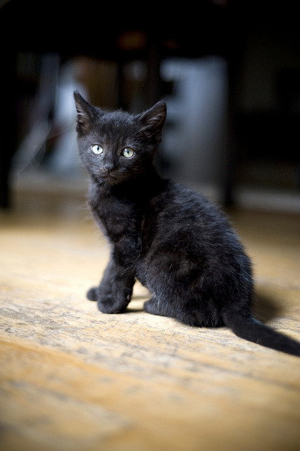 Full Grown Black Savannah Cat