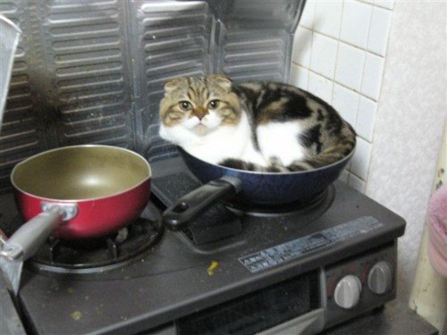 Image result for cats pots and pans meme
