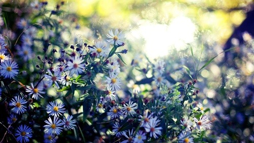 - Flowering - Tumblr_ni0wourycQ1tr9utgo1_500