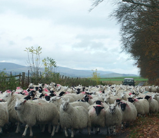 Image of herd of sheep