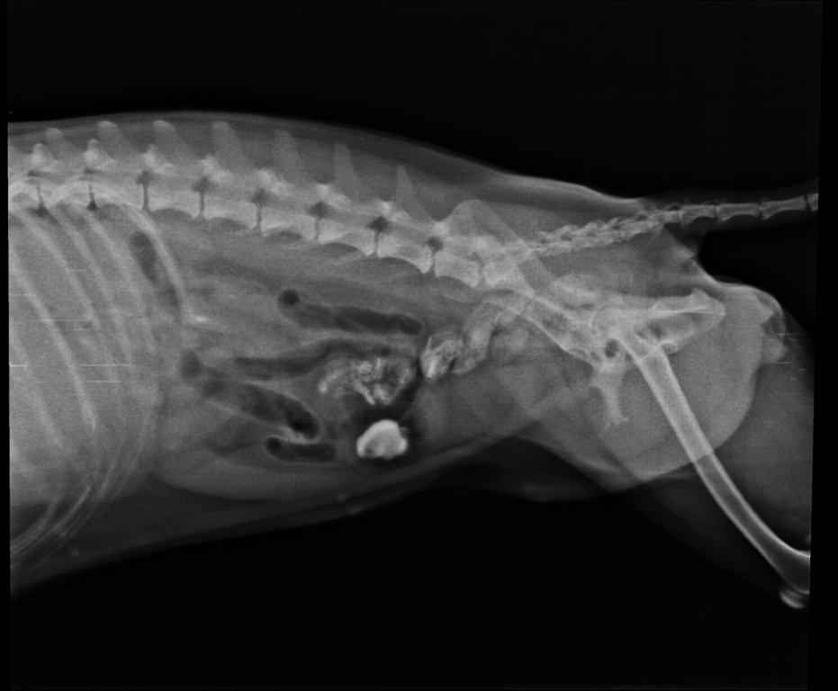 Elu's first x-ray