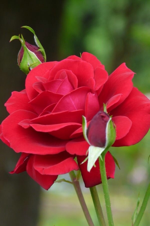 Te regalo una rosa - Página 2 Tumblr_nkdwu84RGS1shxn2ko1_1280