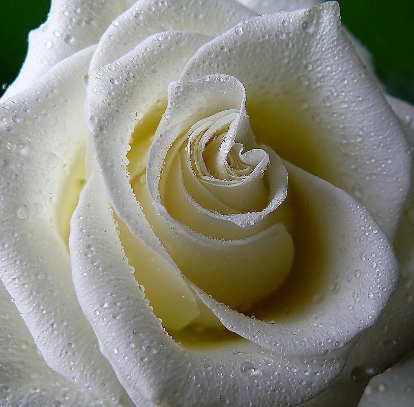 Te regalo una rosa - Página 3 Tumblr_nk440oYkwT1tic5ovo1_1280