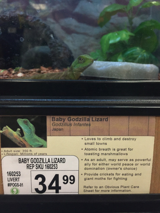 Here's how to liven up a boring pet store