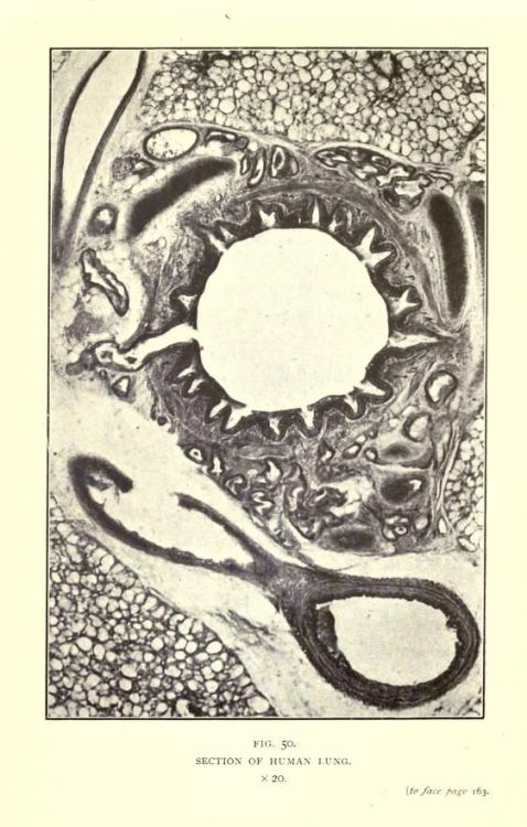 nemfrog:

Fig. 50. Section of human lung x 20. Nature through microscope &amp; camera. 1909.

breathe through the sun