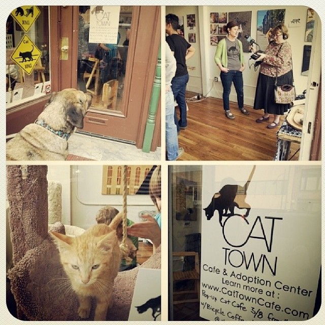 #tbt to our first Cat Town Cafe pop-up back in March at Naming Gallery in Downtown Oakland via Lorene A.