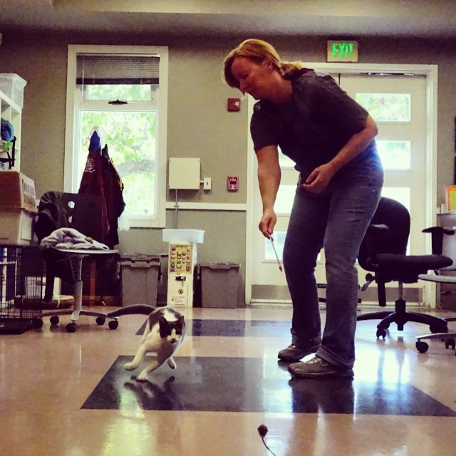 Cat Town and OAS volunteer Katie K. plays with Glynda, the first Cat Town Cafe cat! Come meet her on October 25th at our grand opening celebration &gt;^. .^&lt;